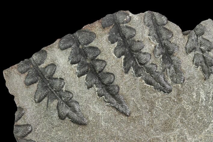 Pennsylvanian Fossil Fern (Lyginopteris) - Alabama #112742